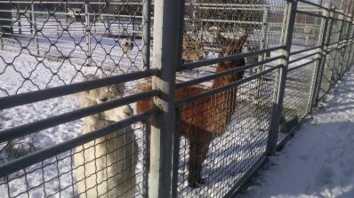 АТ «Вінницяобленерго» – особистий кабінет, передати покази лічильника, кол-центр 0 (800) 30-95-95 Як енергетики рятували птаха_1