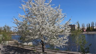 АТ «Вінницяобленерго» – особистий кабінет, передати покази лічильника, кол-центр 0 (800) 30-95-95 Попри холод квітнуть наші сади_3