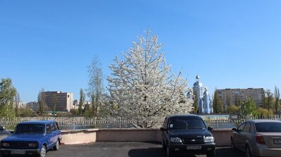 АТ «Вінницяобленерго» – особистий кабінет, передати покази лічильника, кол-центр 0 (800) 30-95-95 Попри холод квітнуть наші сади_4