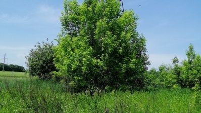 АТ «Вінницяобленерго» – особистий кабінет, передати покази лічильника, кол-центр 0 (800) 30-95-95 Розчистка трас повітряних електроліній – це важливо!_3